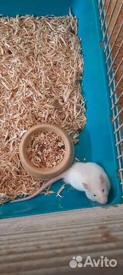 Декоративная крыса