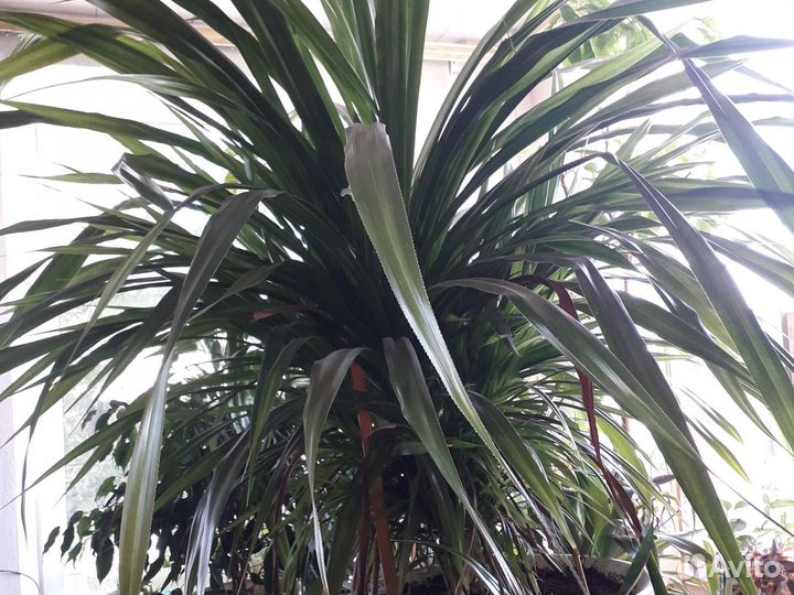 Цветы с фиолетовыми листьями и другие