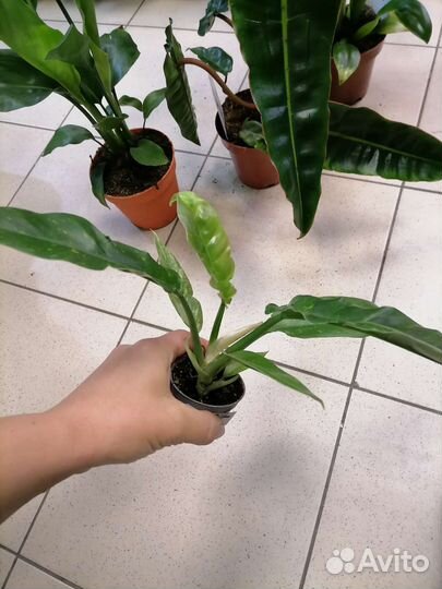 Филодендроны, Стрелиция Регина