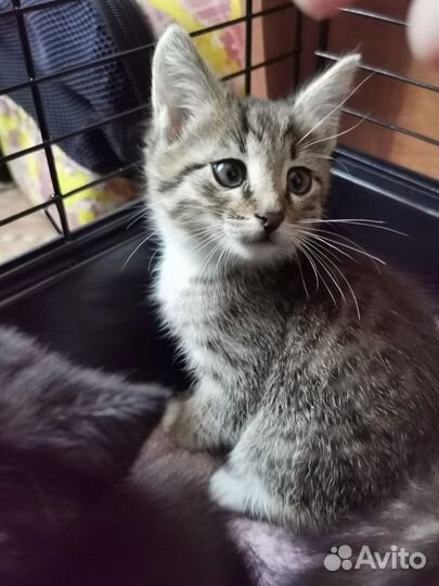 Кошка в дар