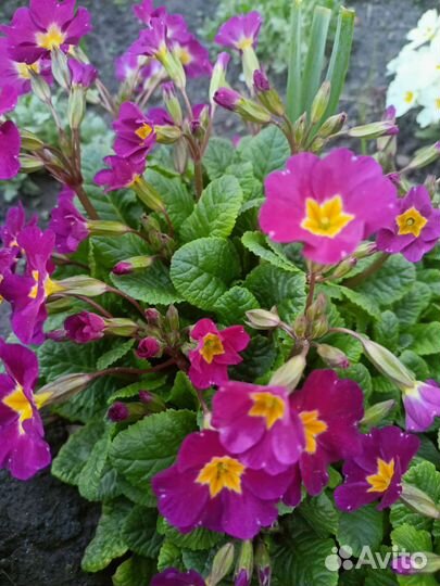 Куча примулы. Куча вербейника