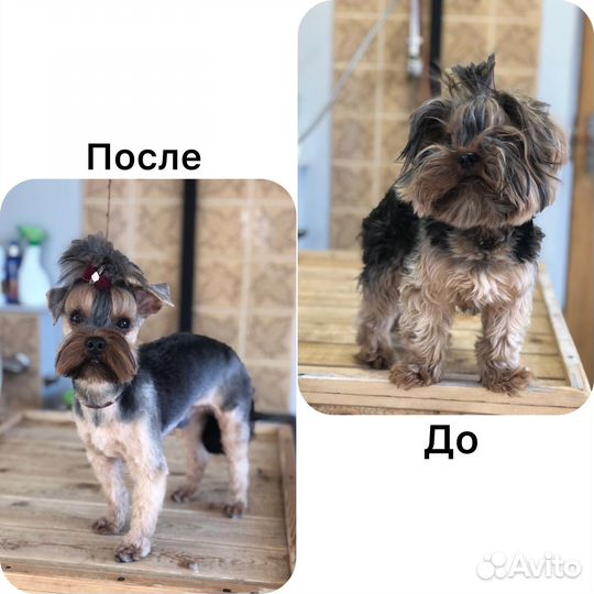 Груминг собак и кошек и передержка