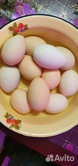 Яйцо инкубационное