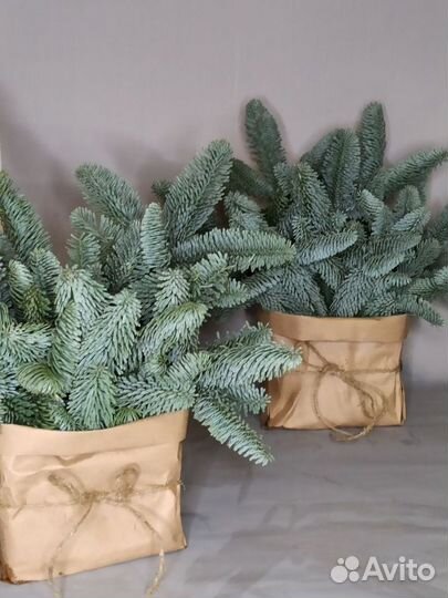 Композиция в крафте с нобилисом