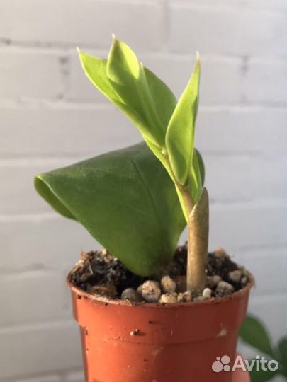 Замиокулькас