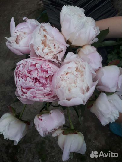 Сара Бернар, Пионы кусты