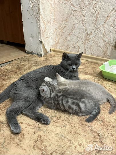 Британские котята