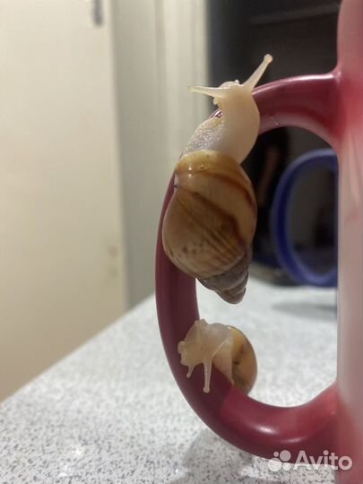 Улитки ахатины