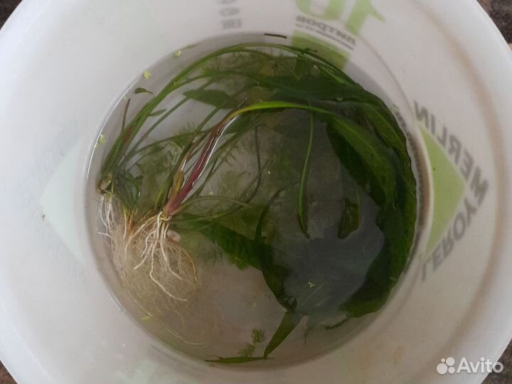 Растения, для аквариума