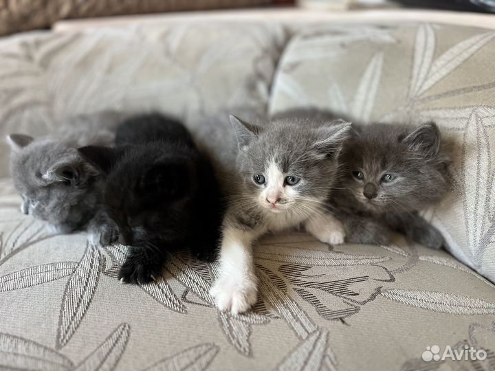 Котята от Британской кошки