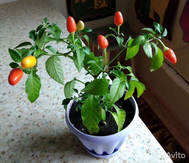 Рассада жгучего острого перца