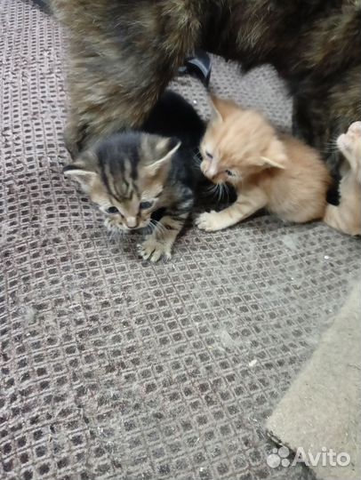 Котята в добрые руки