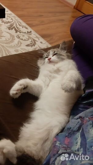 Молодой котик в добрые руки