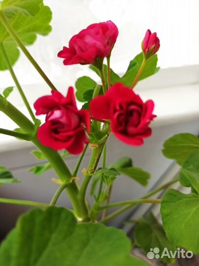 Герань, цвет фуксия