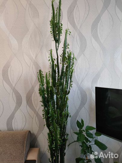 Молочай трехгранный