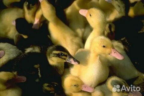 Цыплята