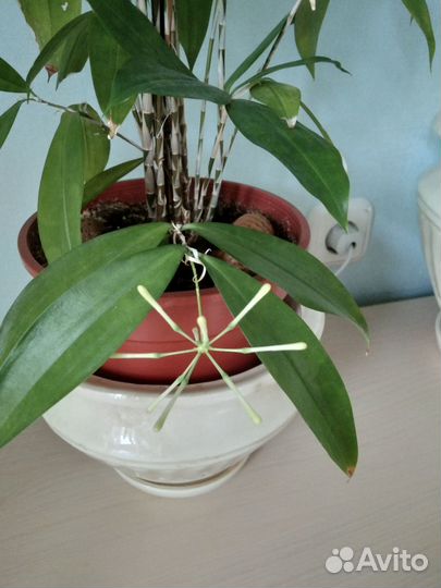 Драцена суркулоза