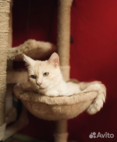 Котик Лучик