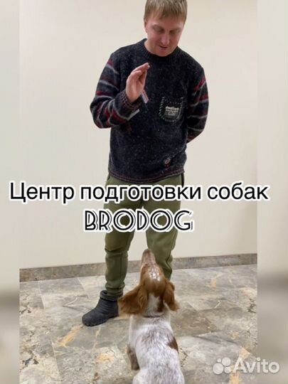 Дрессировка собак, кинолог