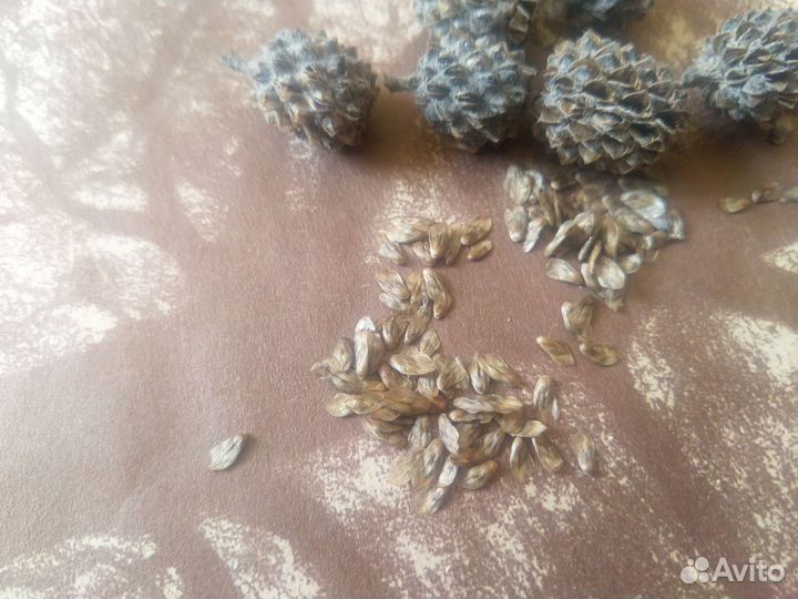 Семена Казуарины хвощевидной