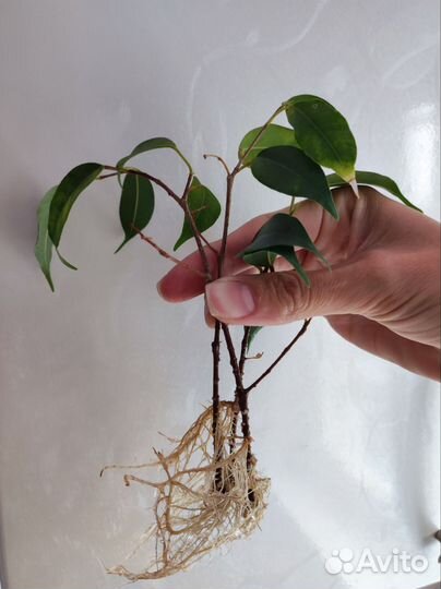 Фикус, саженец