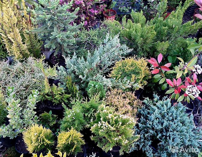 Хвойники, декоративные кустарники