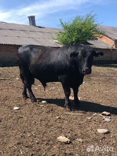 Корова и быки