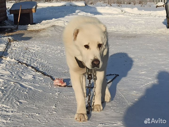 Предлагается для вязки кобель,белый кобель Алабая