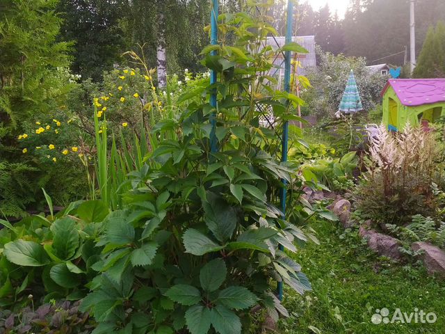 Саженцы девичий виноград купить в Сыктывкаре | Товары для дома и дачи ...