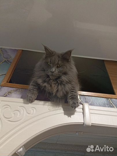 Кошки мейн-кун