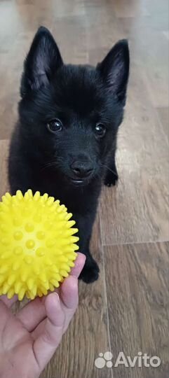 Щенки шипперке девочка