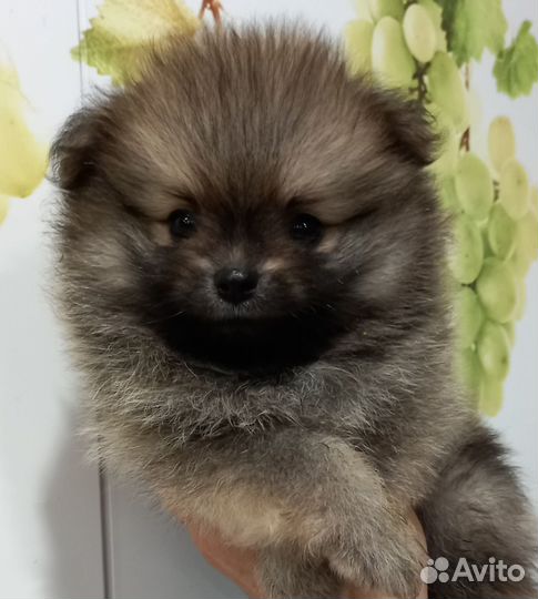 Щенки шпица