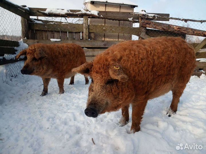 Мангалица чисто породная