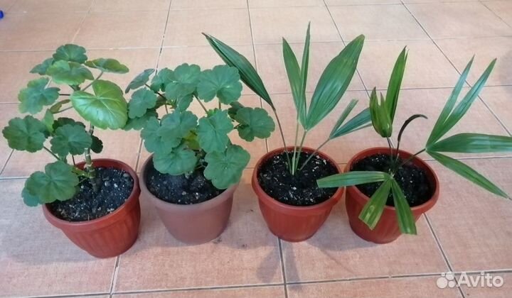 Пальма Панданус, пальма Трахикарпус, герань