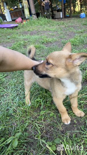 Щенки лайки (метис ) мама лайка щенки