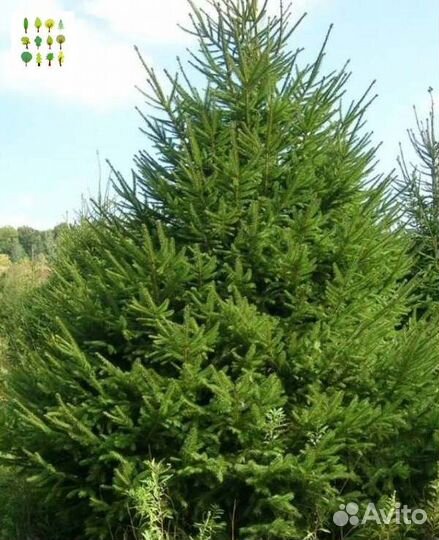 Крупномеры ели опт