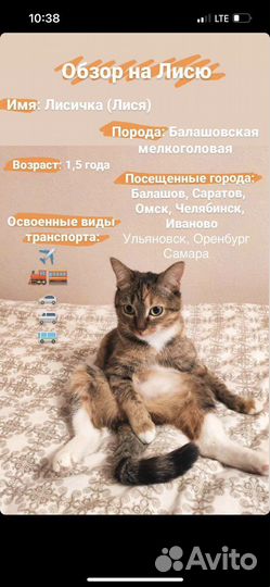 Трехцветная кошка