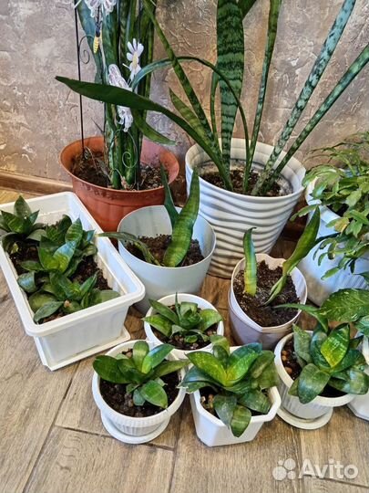 Сансевиерия