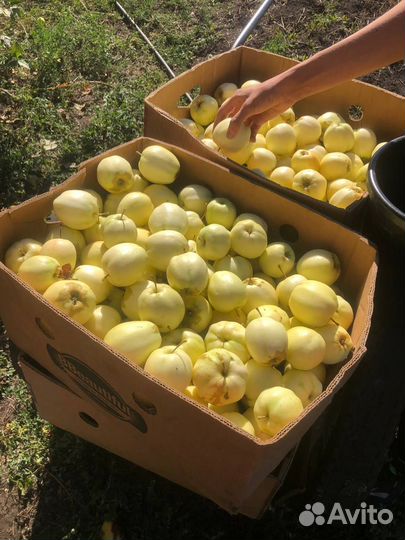 Яблоки домашние