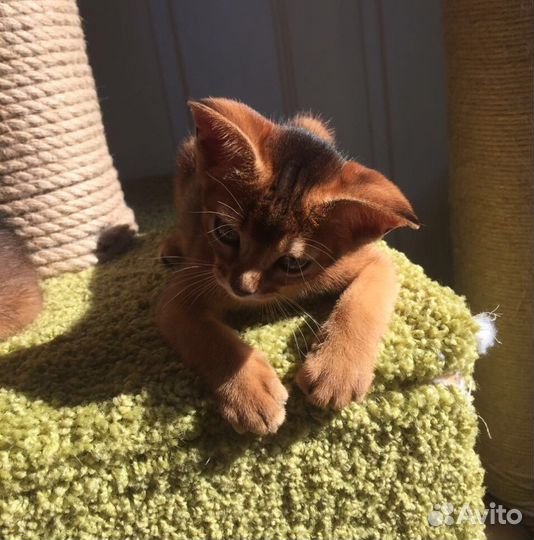 Абиссинские котята, помет С