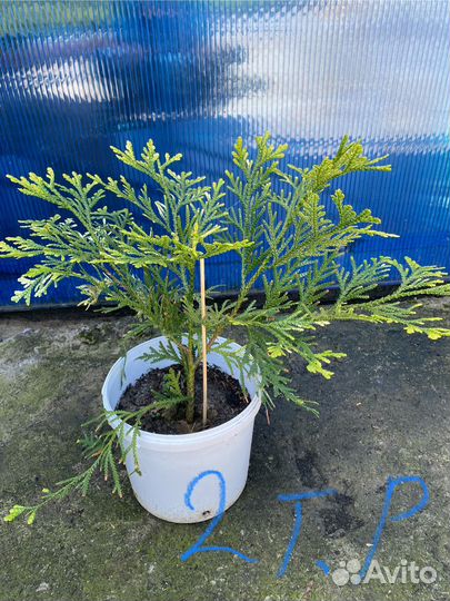 Хвойных растений