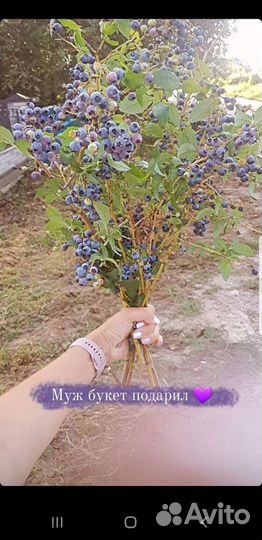 Саженцы голубики 1,2и 3 года