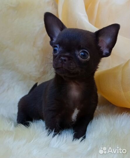 Щенки чихуахуа