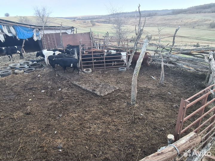 Телята мясной породы бычки