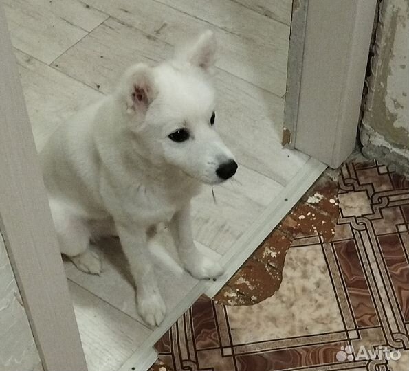 Японский шпиц