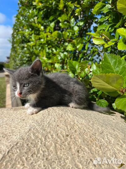 Котенок в дар бесплатно