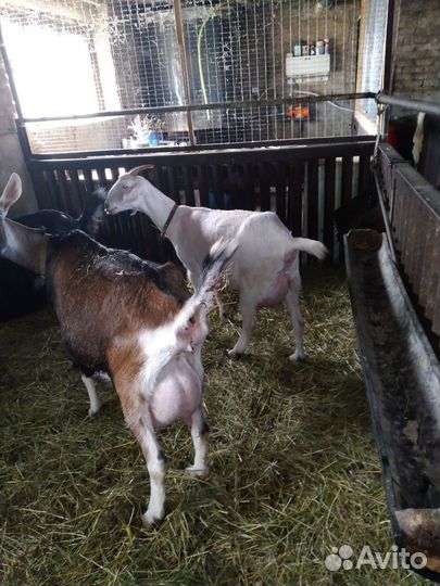 Коза.козлята