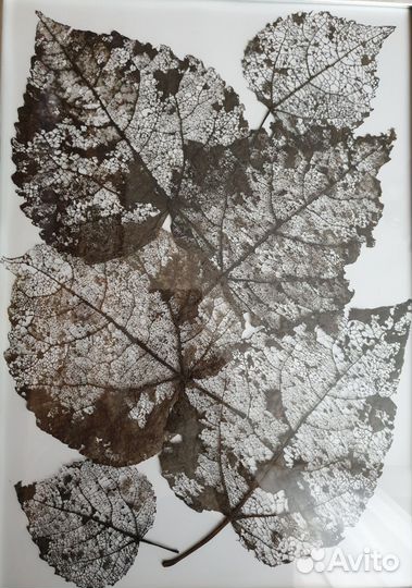 Картина гербарий