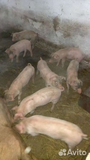 Поросята ландрас дюрок
