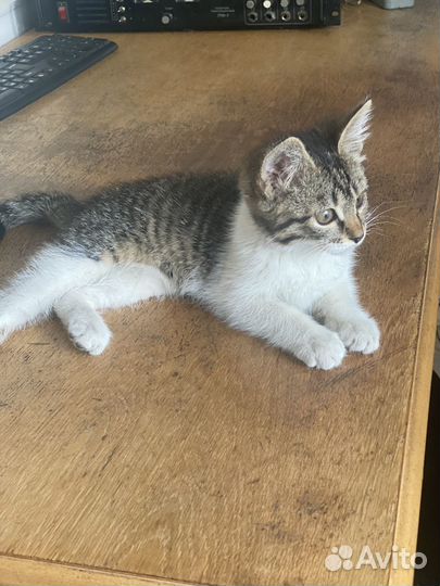 Котенок в добрые руки